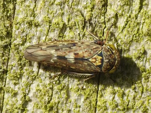 Acericerus vittifrons
