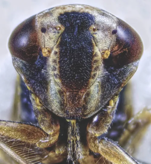 Acericerus vittifrons - photo 2