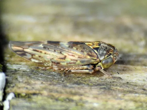 Acericerus vittifrons - photo 3