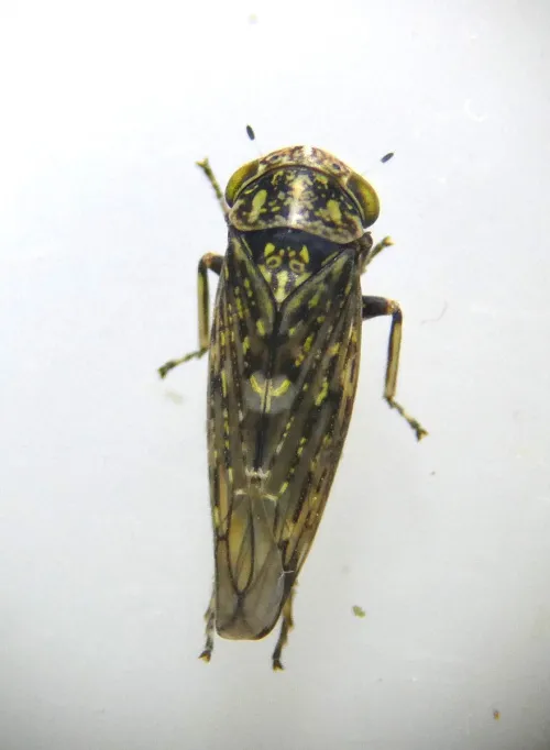 Acericerus vittifrons - photo 4