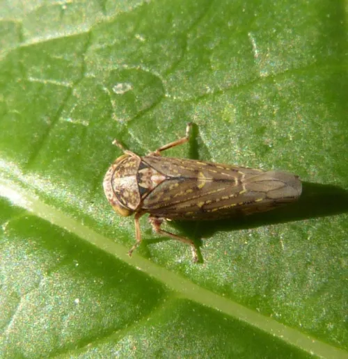 Acericerus vittifrons - photo 8