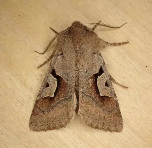 Acerra normalis - Hodges#10470