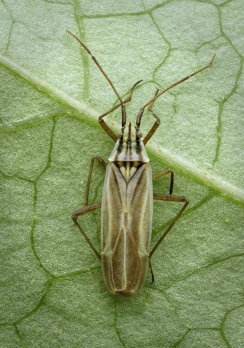 Acetropis gimmerthalii