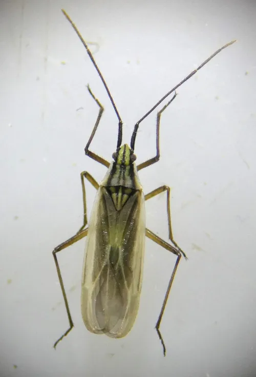 Acetropis gimmerthalii - photo 2