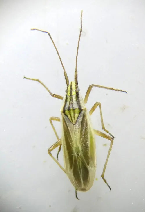 Acetropis gimmerthalii - photo 3