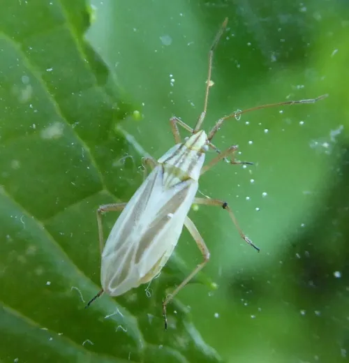 Acetropis gimmerthalii - photo 4