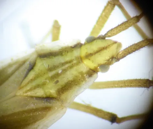 Acetropis gimmerthalii - photo 5