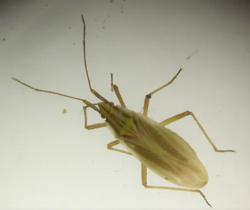 Acetropis gimmerthalii - photo 6