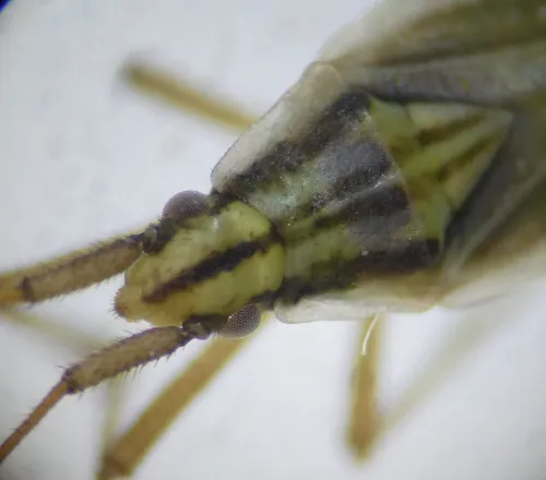 Acetropis gimmerthalii - photo 7