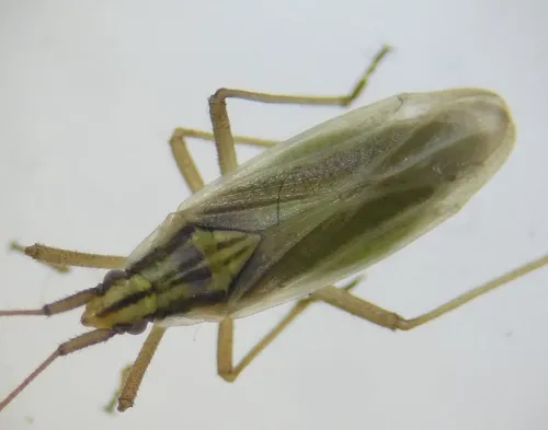Acetropis gimmerthalii - photo 8