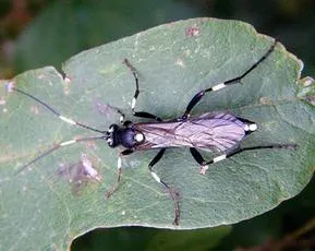 Achaius oratorius