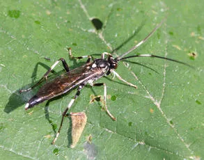 Achaius oratorius - photo 2