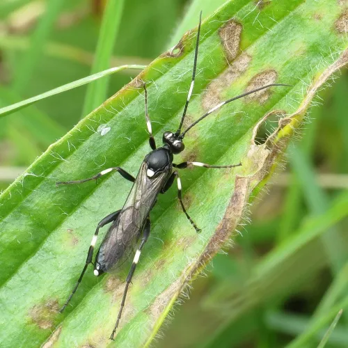 Achaius oratorius - photo 3