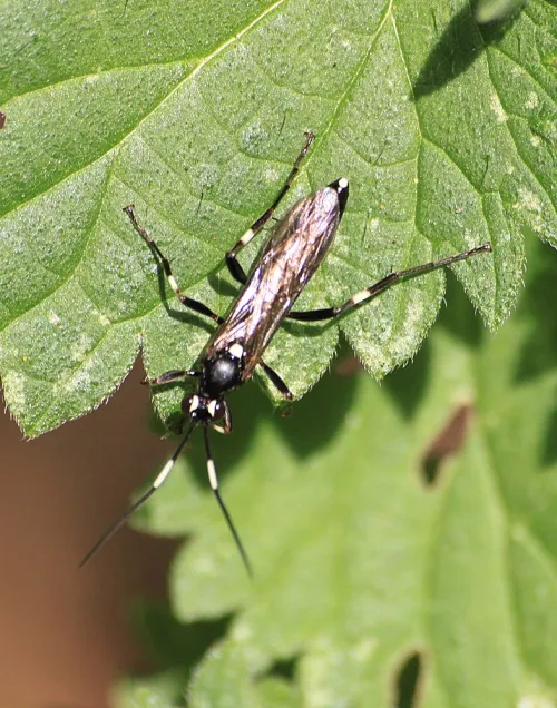 Achaius oratorius - photo 4