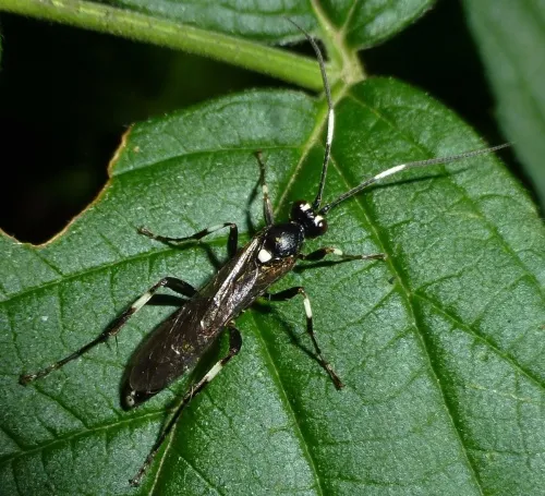 Achaius oratorius - photo 6