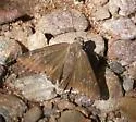 Desert Cloudywing - Hodges#3905