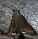 Desert Cloudywing - Hodges#3905 - photo 2