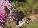 Desert Cloudywing - Hodges#3905 - photo 4