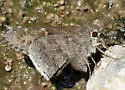 Desert Cloudywing - Hodges#3905 - photo 5