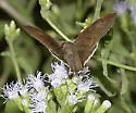 Coyote Cloudywing - Hodges#3907