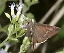 Coyote Cloudywing - Hodges#3907 - photo 2