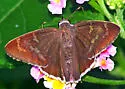 Coyote Cloudywing - Hodges#3907 - photo 3
