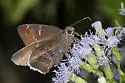 Coyote Cloudywing - Hodges#3907 - photo 4