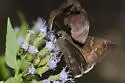 Coyote Cloudywing - Hodges#3907 - photo 5