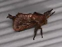 Acharia extensa - Hodges#4700.1