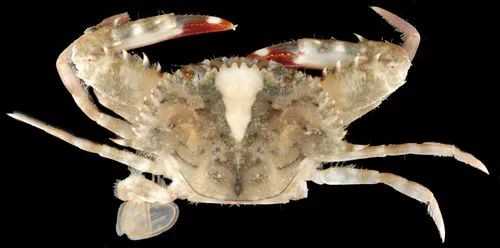 Achelous spinimanus