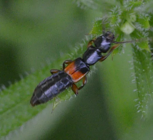 Achenium depressum