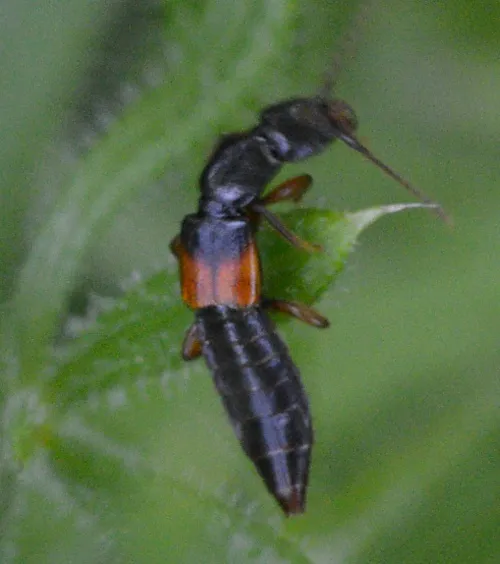 Achenium depressum - photo 3