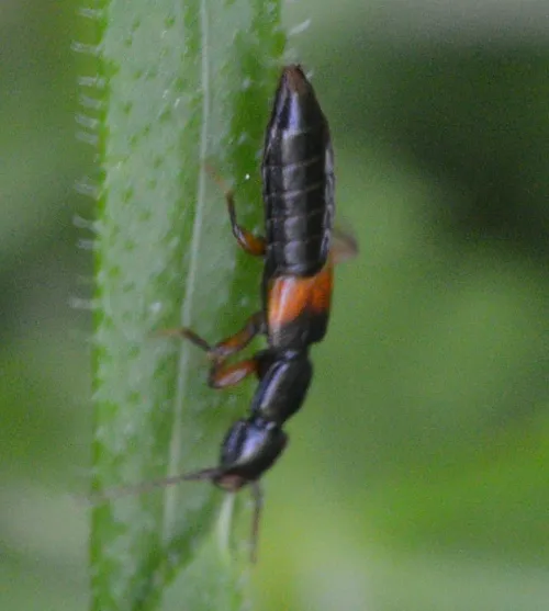 Achenium depressum - photo 5