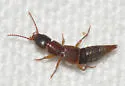 Achenomorphus corticinus - photo 2