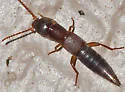 Achenomorphus corticinus - photo 3