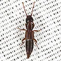 Achenomorphus corticinus - photo 4