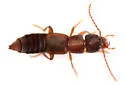 Achenomorphus corticinus - photo 5