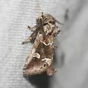 Chocolate Moth - Hodges#9636