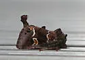 Chocolate Moth - Hodges#9636 - photo 2