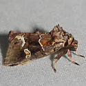 Chocolate Moth - Hodges#9636 - photo 3