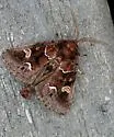 Chocolate Moth - Hodges#9636 - photo 4