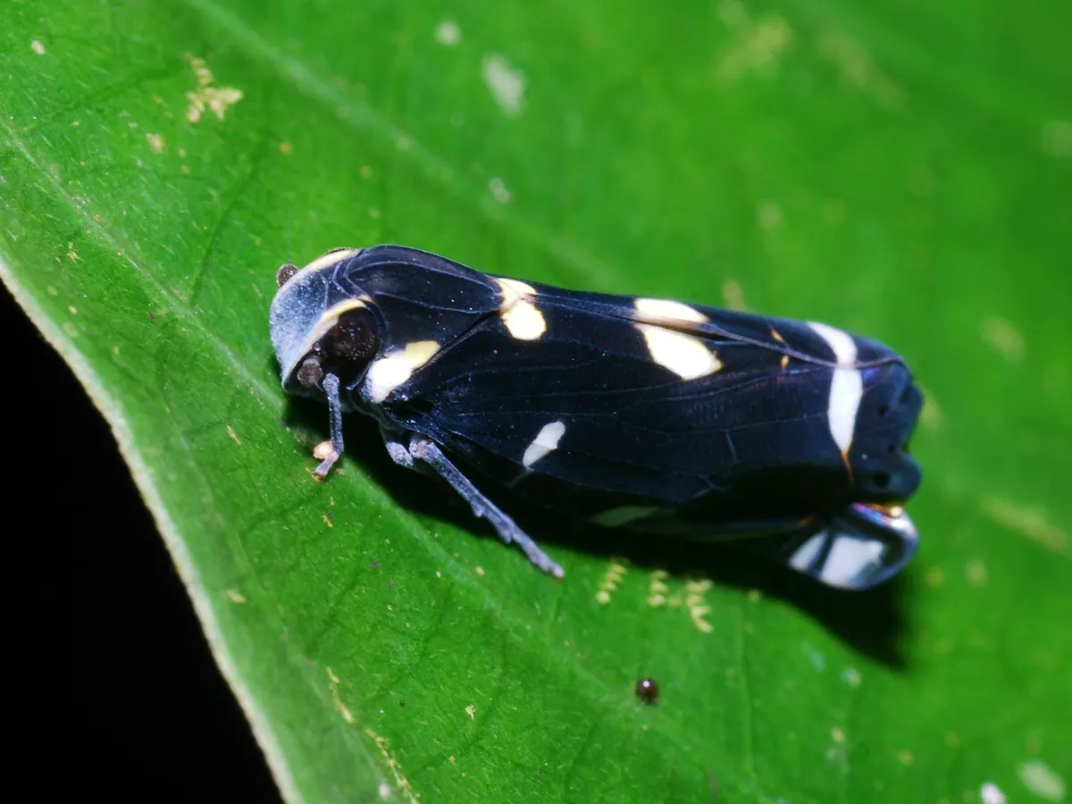 Achilid Planthoppers - Achilidae
