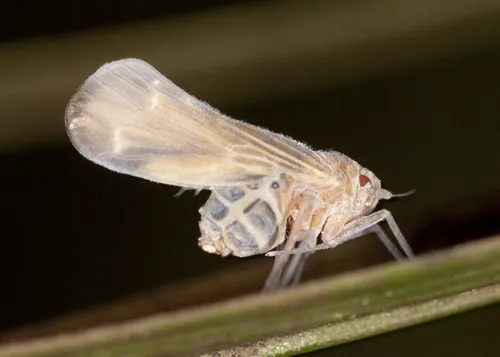 Achilixiid Planthoppers - Achilixiidae