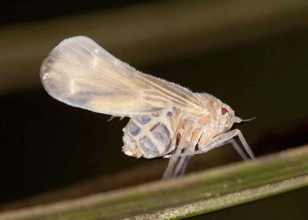 Achilixiid Planthoppers - photo 2