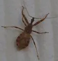 Acholla ampliata - Acholla ampliata