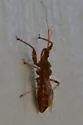 Acholla ampliata - photo 2