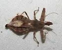 Acholla ampliata - photo 3