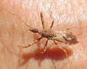 Acholla ampliata - photo 4