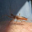 Acholla ampliata - photo 5