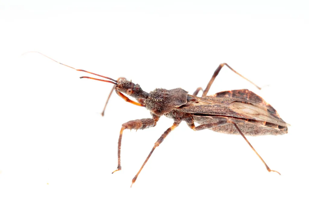 Acholla multispinosa - photo 2